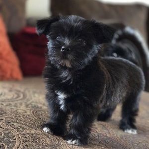 Meet your Posher, Pedro